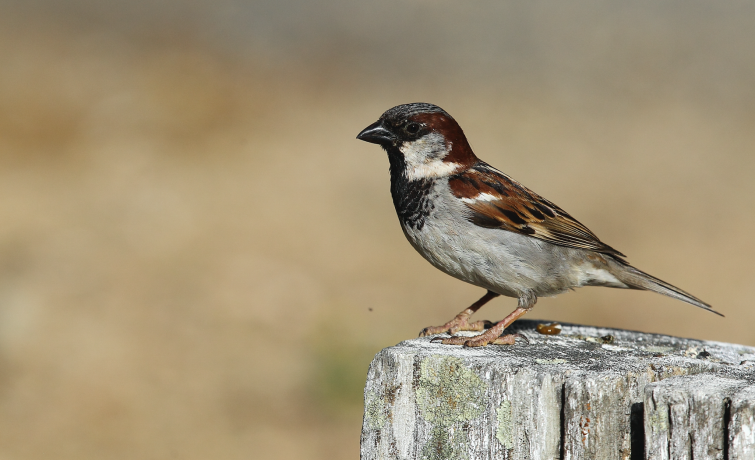 Moineau domestique